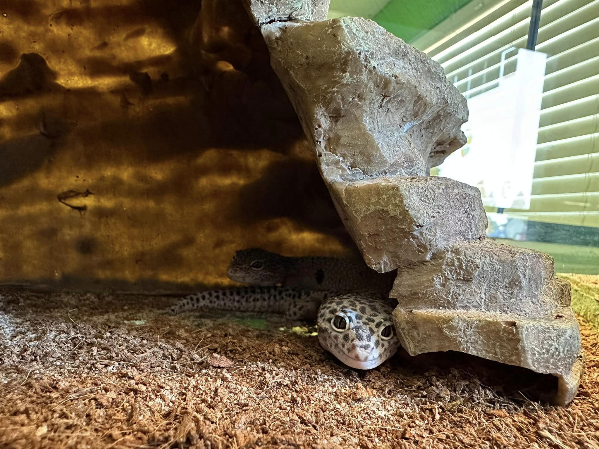 Over The Top Aquatics Pet Store Offers Reptiles in Americus, GA 31709