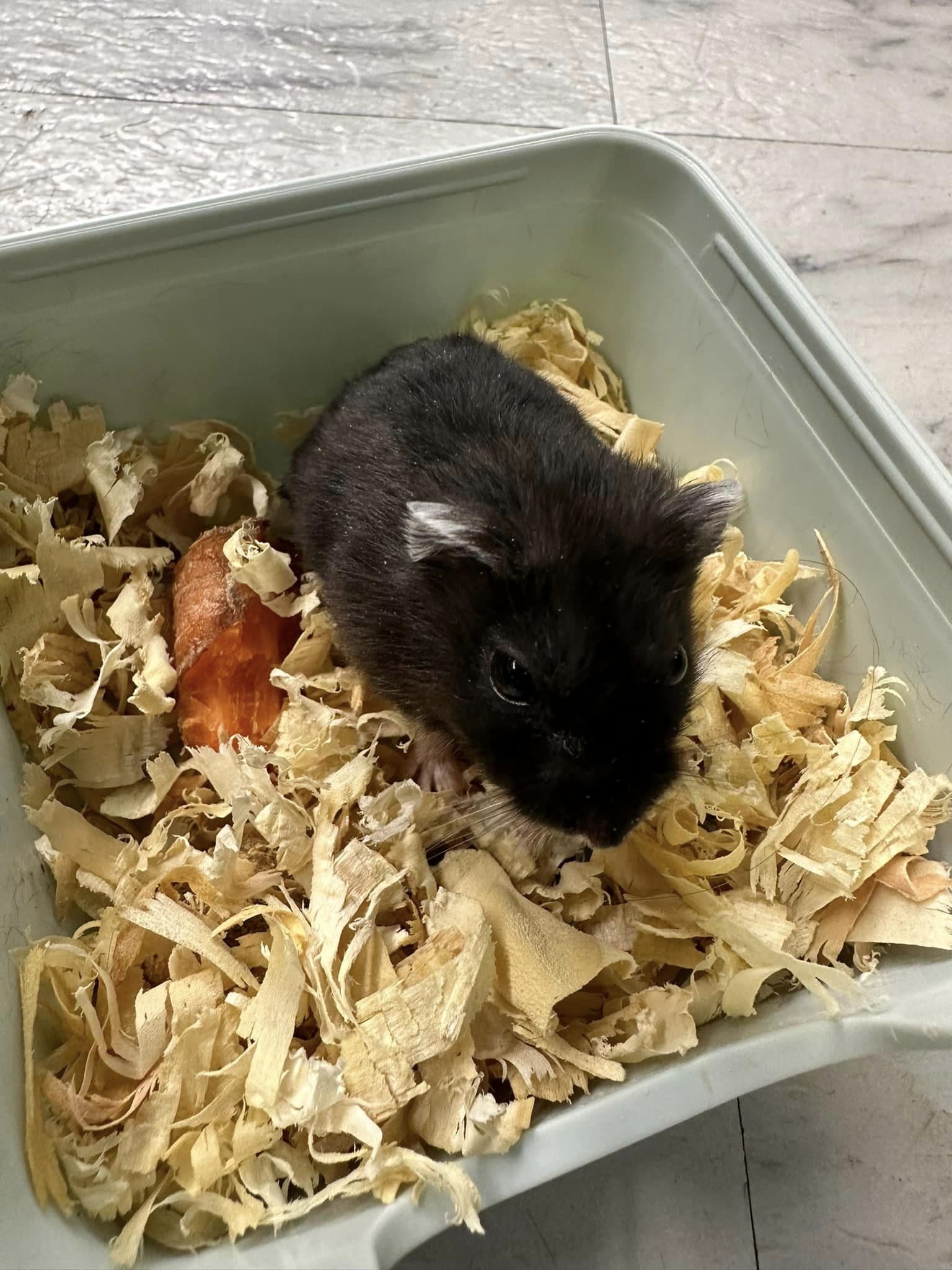 Over The Top Aquatics Pet Store Offers Reptiles in Americus, GA 31709