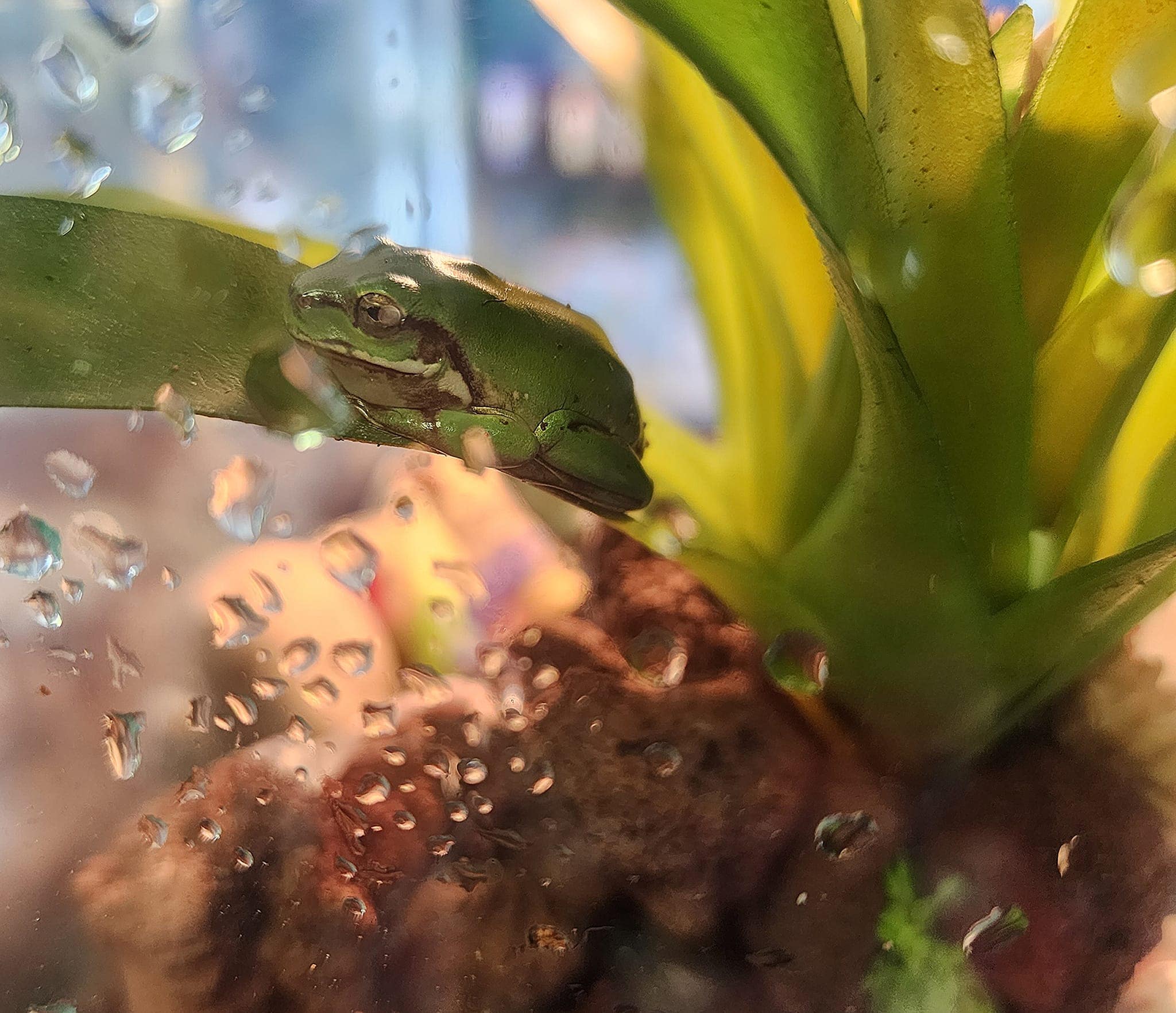 Over The Top Aquatics Pet Store Offers Reptiles in Americus, GA 31709