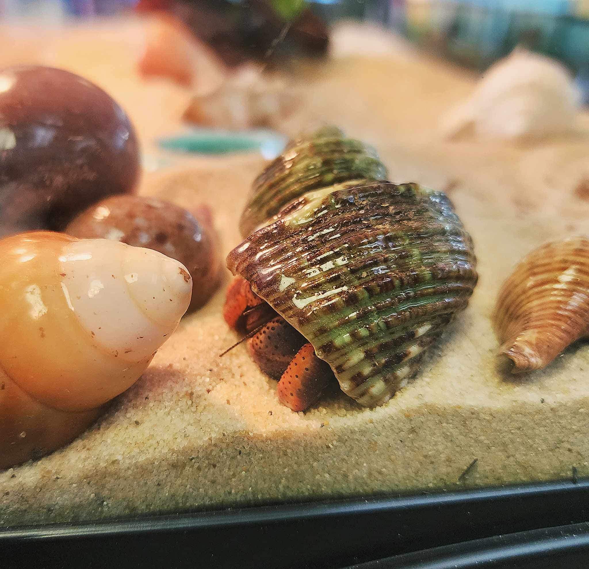 Over The Top Aquatics Pet Store Offers Reptiles in Americus, GA 31709