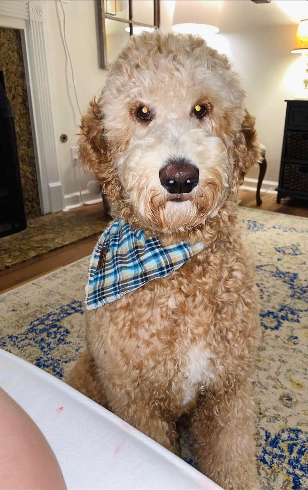 Over The Top Aquatics Pet Store Offers Reptiles in Americus, GA 31709