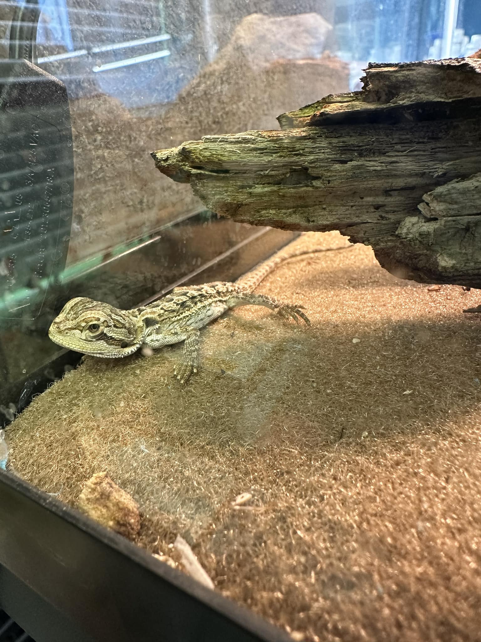 Over The Top Aquatics Pet Store Offers Reptiles in Americus, GA 31709