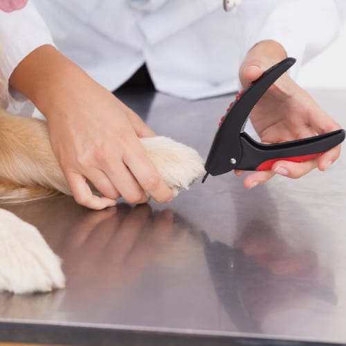 Over The Top Aquatics Pet Store is a Pet Store in Americus, GA 31709