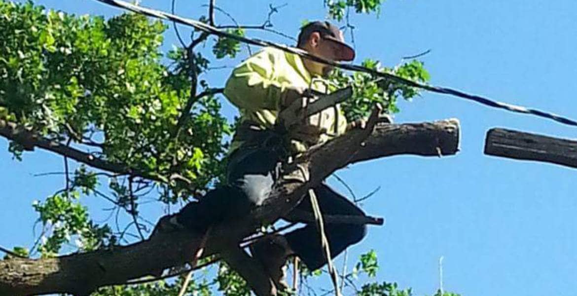 John N Eddie's Tree Care