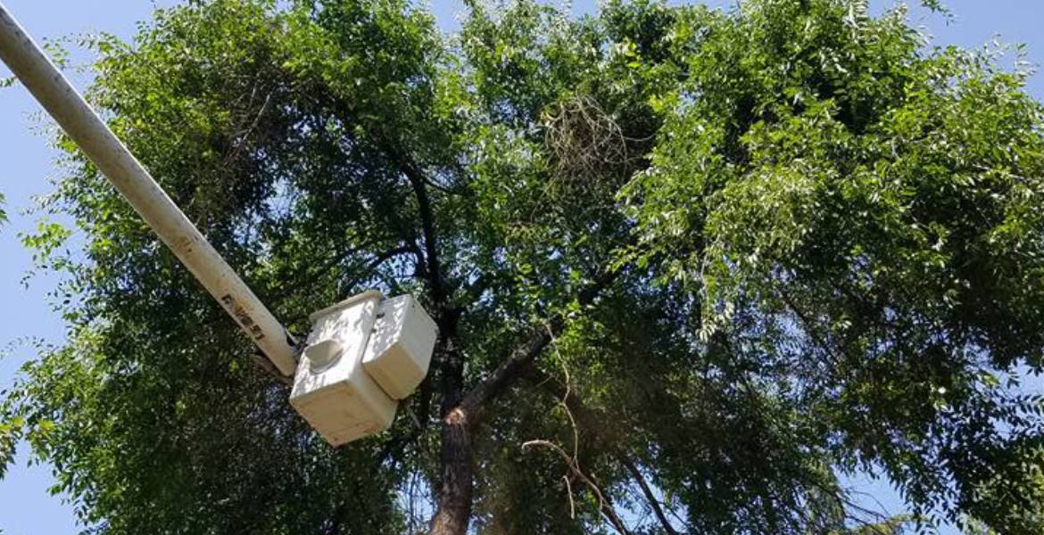 John N Eddie's Tree Care