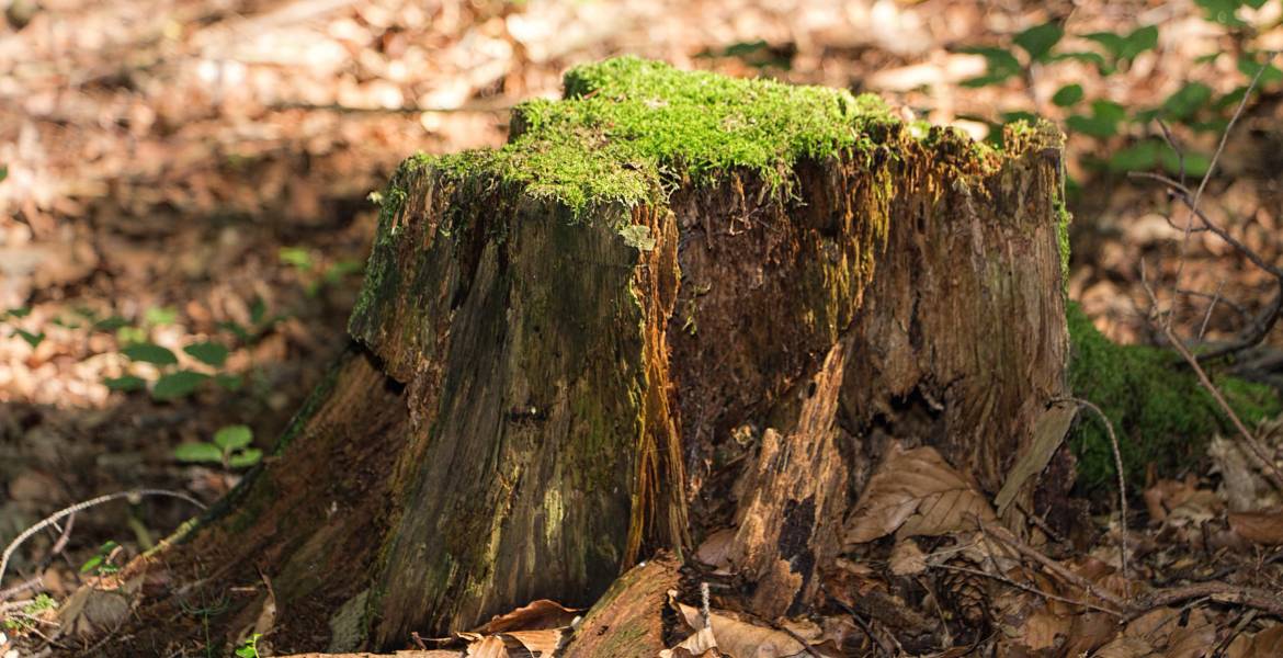 John N Eddie's Tree Care