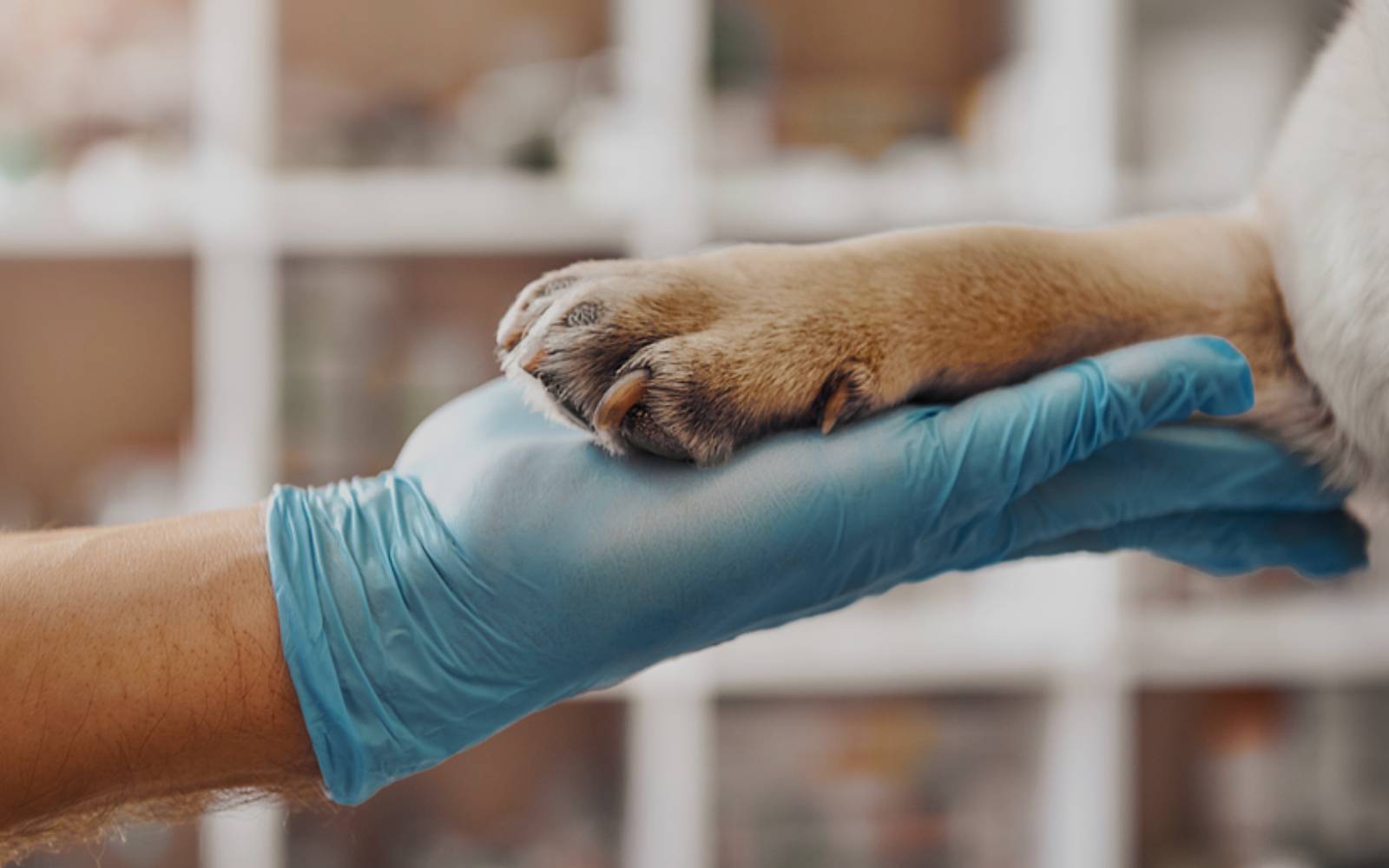 Van Nuys Veterinary Clinic is a Veterinary Clinic in Van Nuys, CA