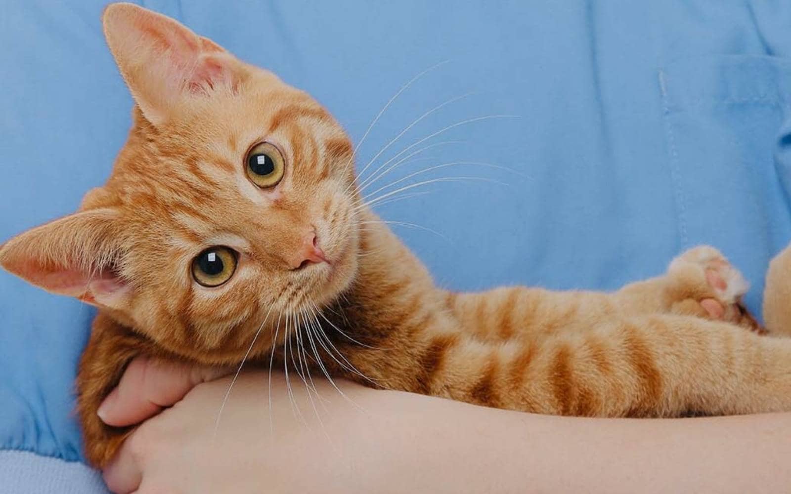 Van Nuys Veterinary Clinic is a Veterinary Clinic in Van Nuys, CA