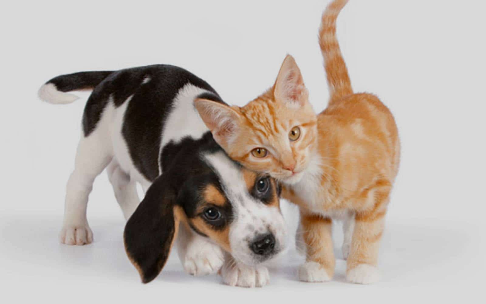 Van Nuys Veterinary Clinic is a Veterinary Clinic in Van Nuys, CA