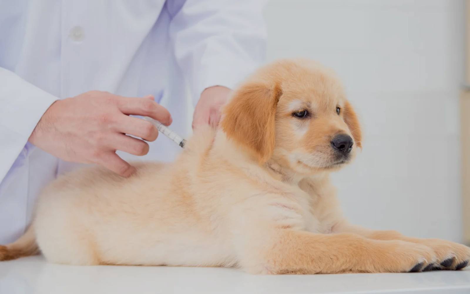 Van Nuys Veterinary Clinic is a Veterinary Clinic in Van Nuys, CA