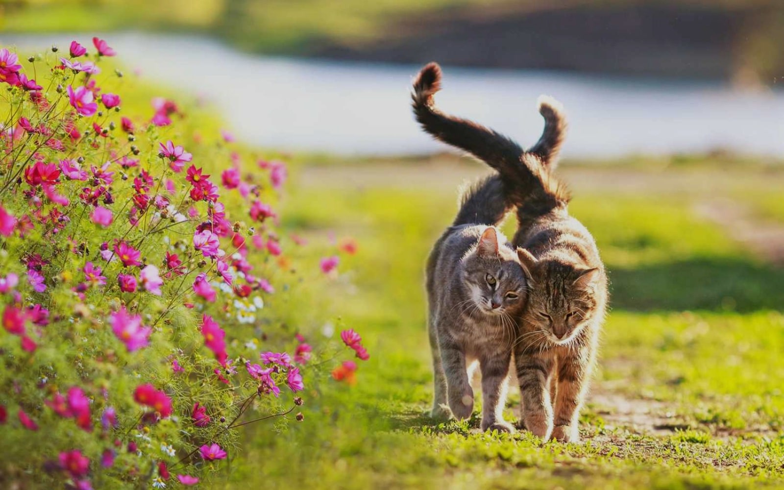 Van Nuys Veterinary Clinic is a Veterinary Clinic in Van Nuys, CA