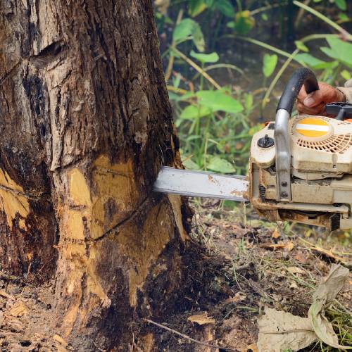 Tree Removal Services