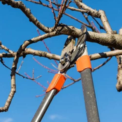 Tree Pruning