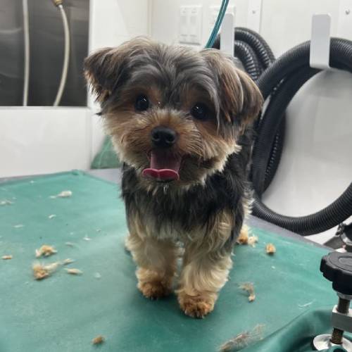 Doggie Barber Mobile Grooming is a Mobile Dog Salon in Fresno, CA 93730