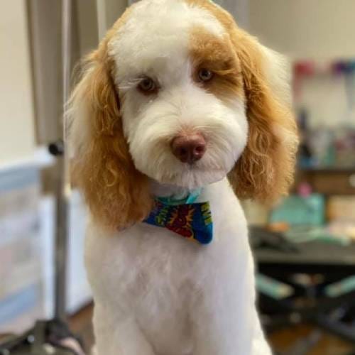 Pet Grooming Service