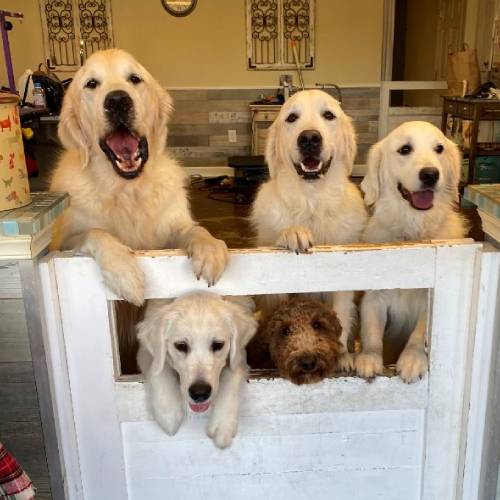 Pet Boarding