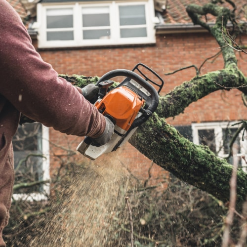 Tree Removal