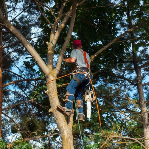 Tree Pruning