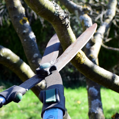 Tree Trimming