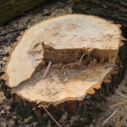 Stump Removal