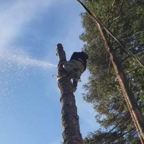 Tree Cutting