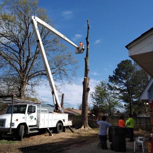 Large Tree Removal