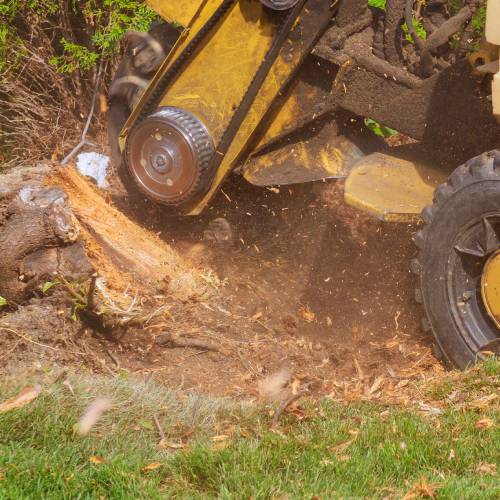 Stump Grinding Natural View Tree Service in Belleview, FL 34420
