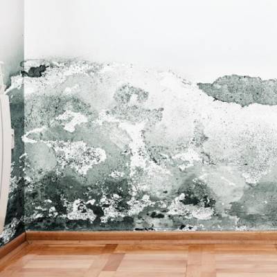 MOLD REMEDIATION