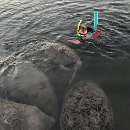 Manatee Swim Tour