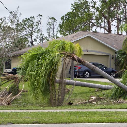 Palm Tree Removal Valley Tree Solutions in Sacramento, CA 95822