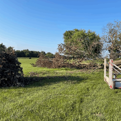 Commercial Tree Services