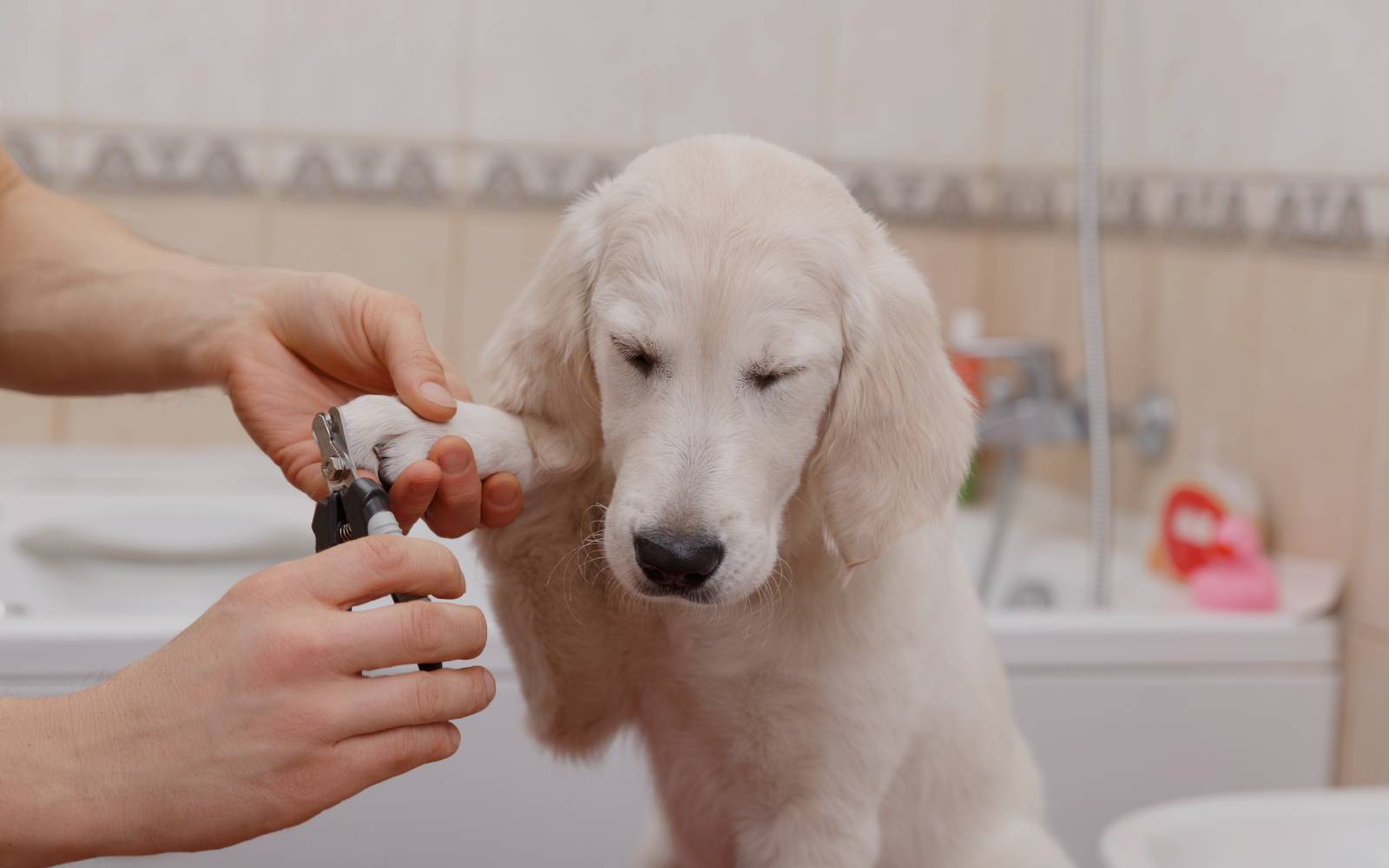 Dog Nail Trimming