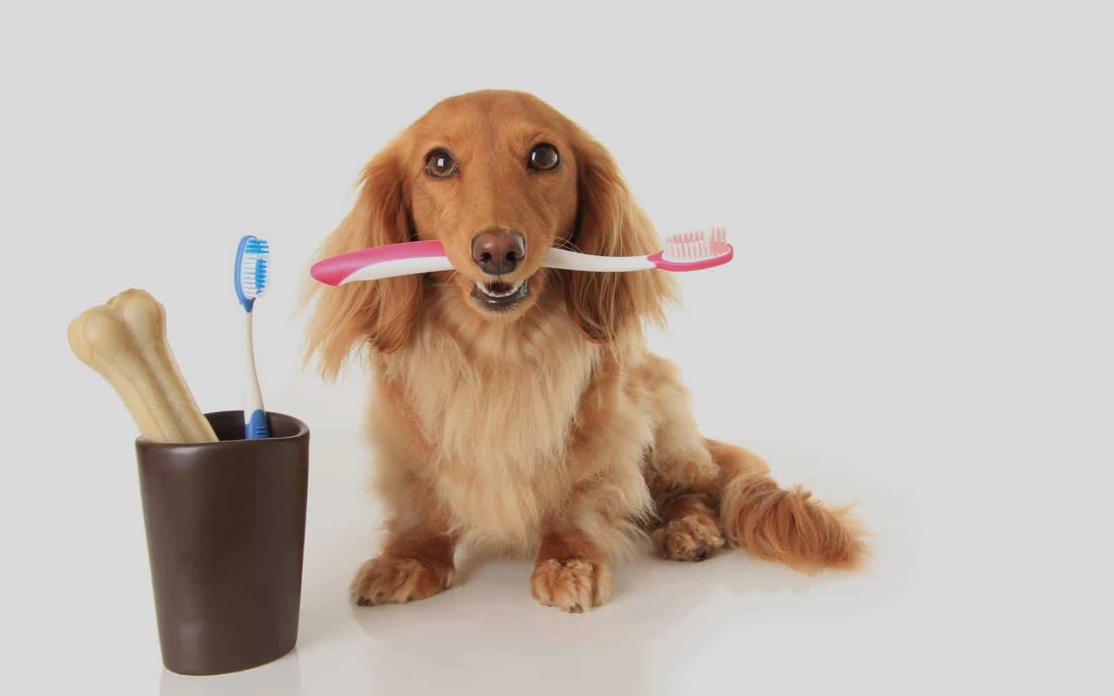 Pet Teeth Brushing