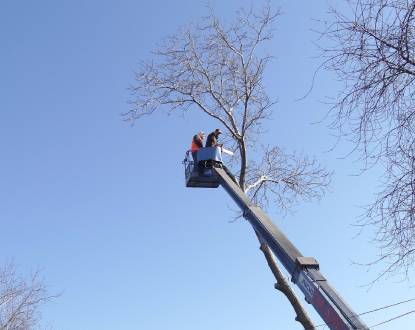 COMMERCIAL TREE SERVICES