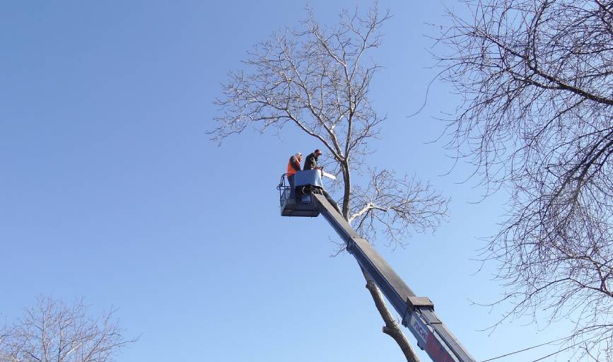 Joe's Expert Tree and Stump