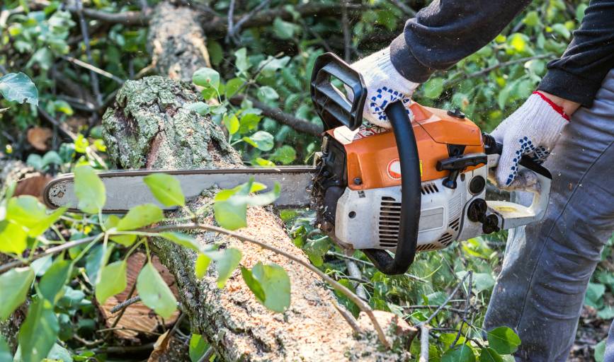 Joe's Expert Tree and Stump