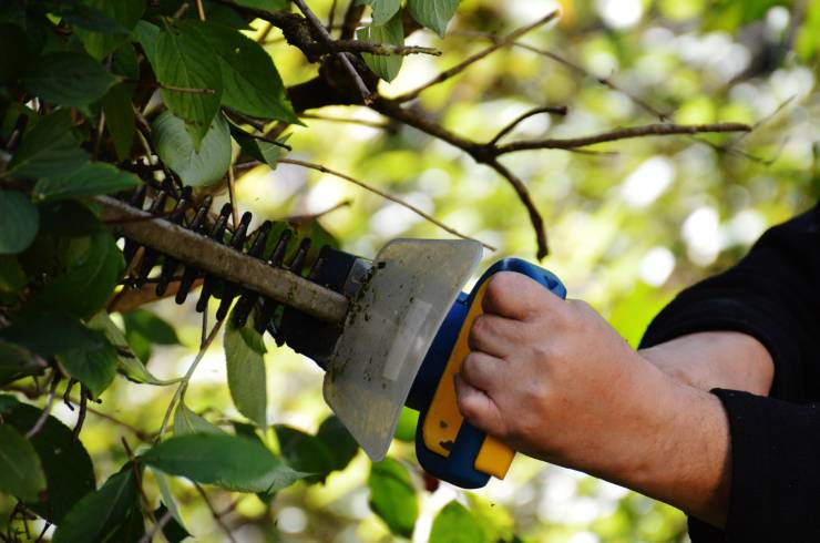 Joe's Expert Tree and Stump