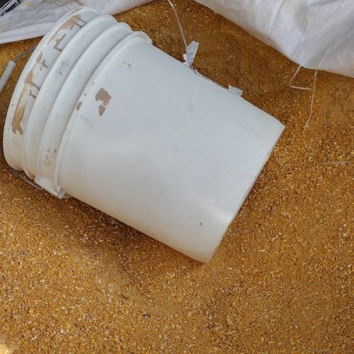 Ground Corn for Chickens