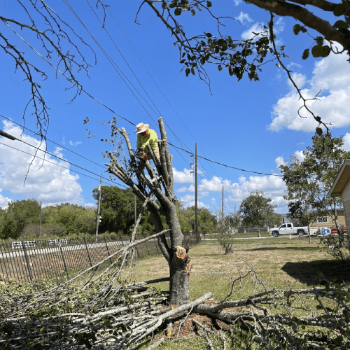 Tree Trimming