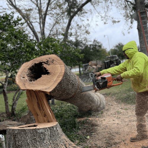 Tree Removal