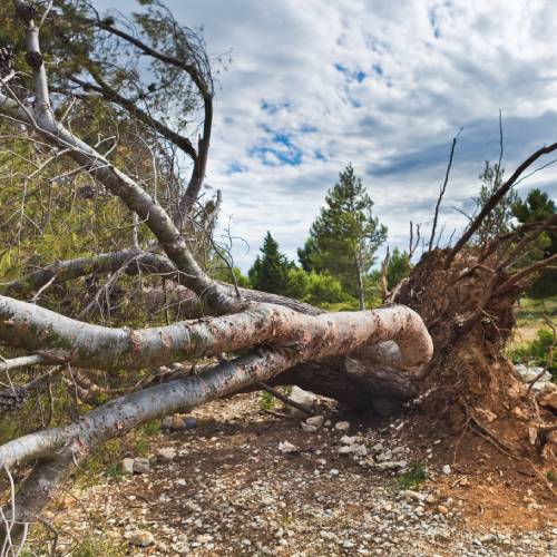 Tree Removal Services