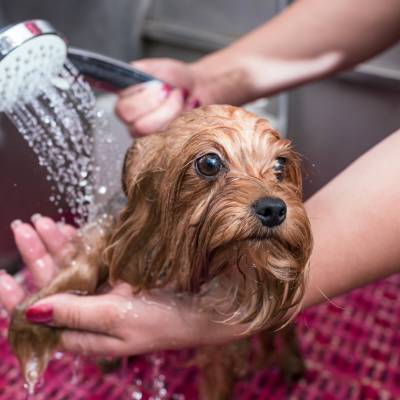 DOG WASHING