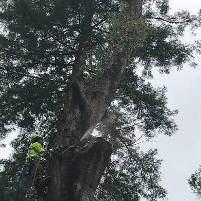 TREE REMOVAL