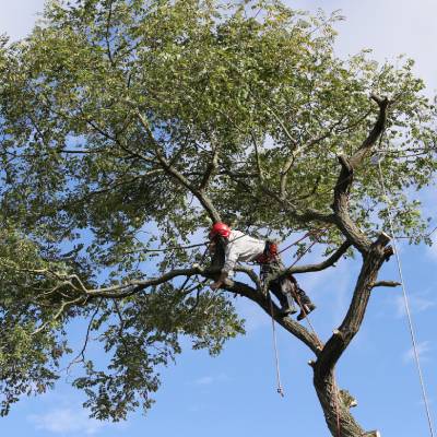 TREE TRIMMING