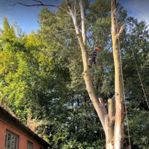 Tree Services