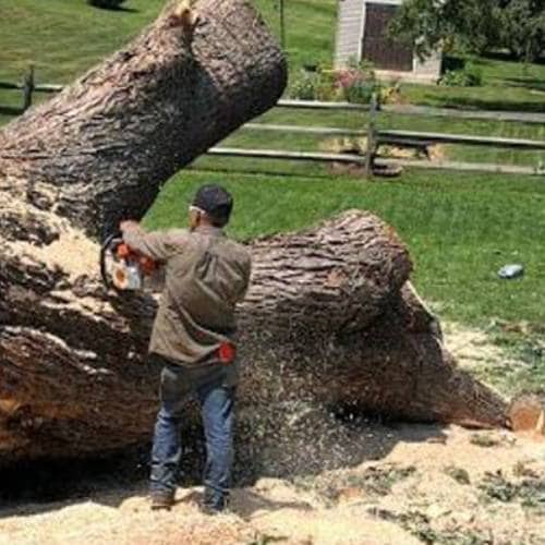 Tree Cutting