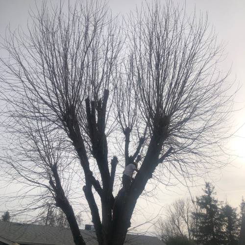 Tree Topping