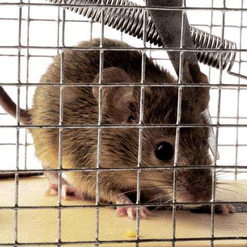 Bug Lady Pest Control Offers Pest Control in Midland, TX 79706