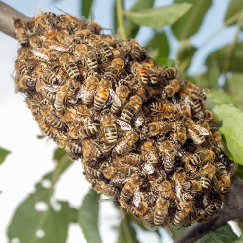 Bug Lady Pest Control Offers Pest Control in Midland, TX 79706