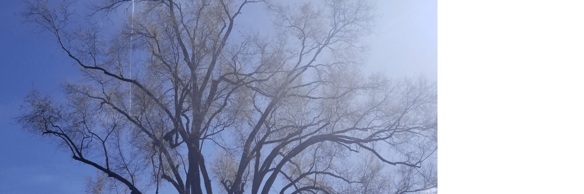 Professional Tree Trimming